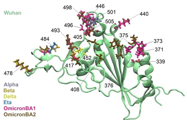 SARS-CoV-2 RBD - AlphaFold structures